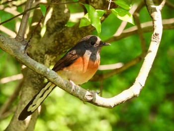 White-rumped Shama 台北植物園 Mon, 3/4/2024