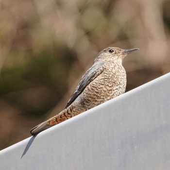 Blue Rock Thrush 観音崎公園 Mon, 3/4/2024