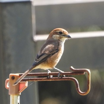 Bull-headed Shrike 観音崎公園 Mon, 3/4/2024