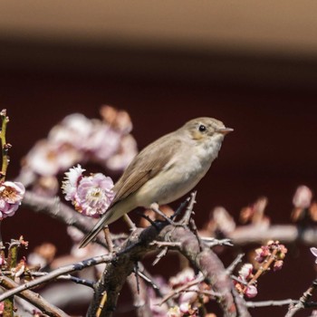 Red-breasted Flycatcher 横須賀市鴨居 Mon, 3/4/2024