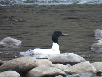 Common Merganser 岐阜市長良川河川敷 Mon, 3/4/2024