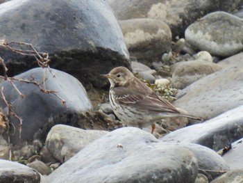 Water Pipit 岐阜市長良川河川敷 Mon, 3/4/2024