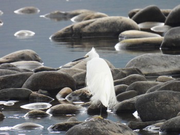 Little Egret 岐阜市長良川河川敷 Mon, 3/4/2024