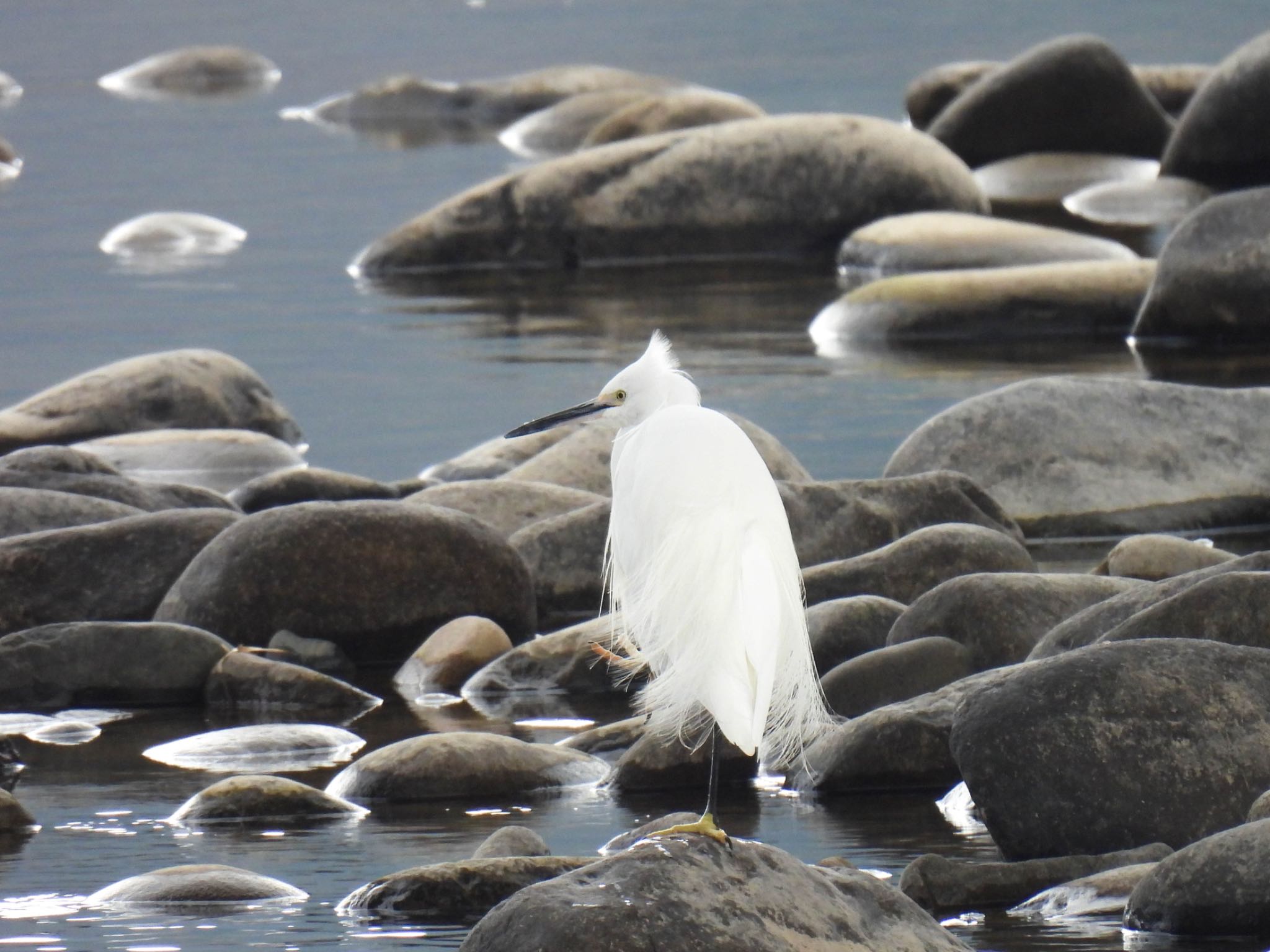 Photo of Little Egret at 岐阜市長良川河川敷 by じゃすみん 岐阜ラブ❤︎