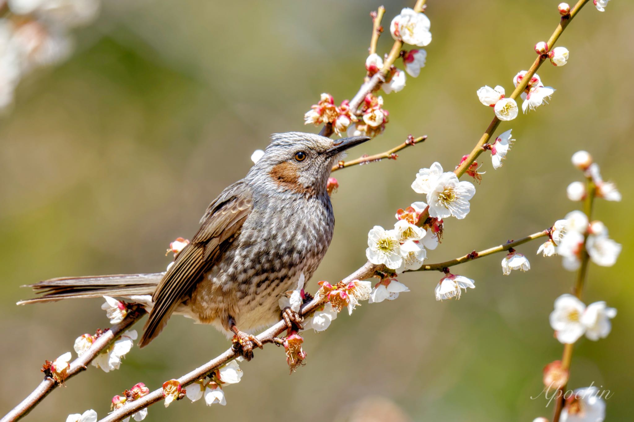 Brown-eared Bulbul