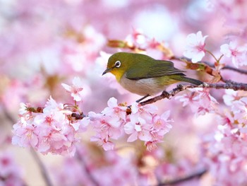 Warbling White-eye Yoyogi Park Mon, 3/4/2024