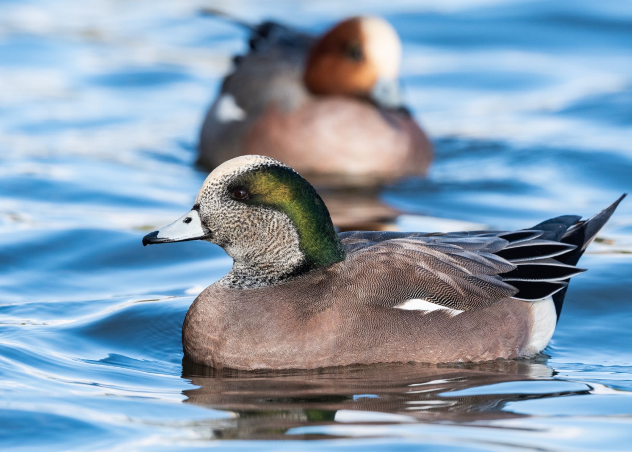 Photo of American Wigeon at Mizumoto Park by しゃちく(週末のすがた)