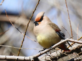 ヒレンジャク 秋ヶ瀬公園 こどもの森 2024年3月3日(日)