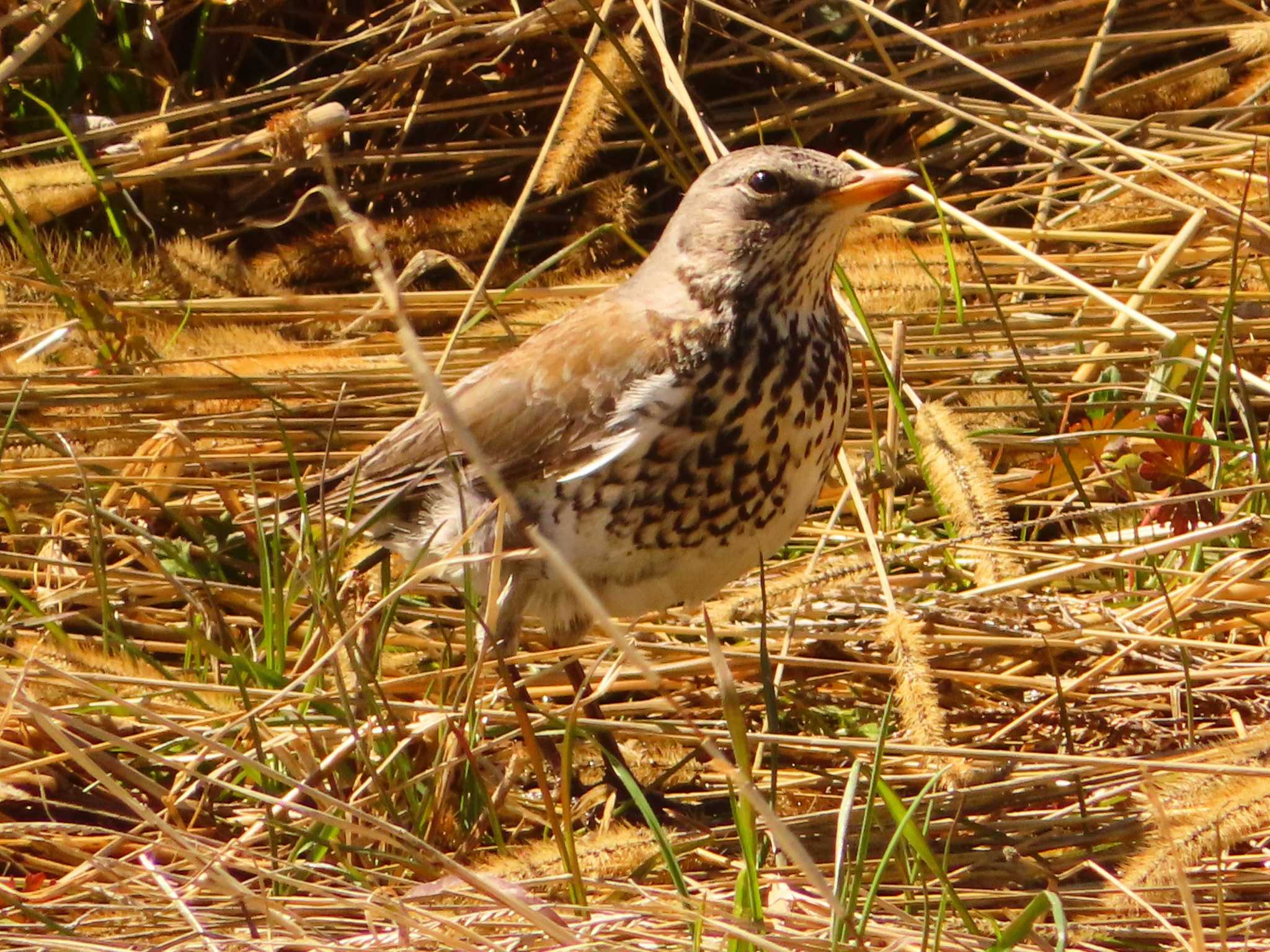 Fieldfare