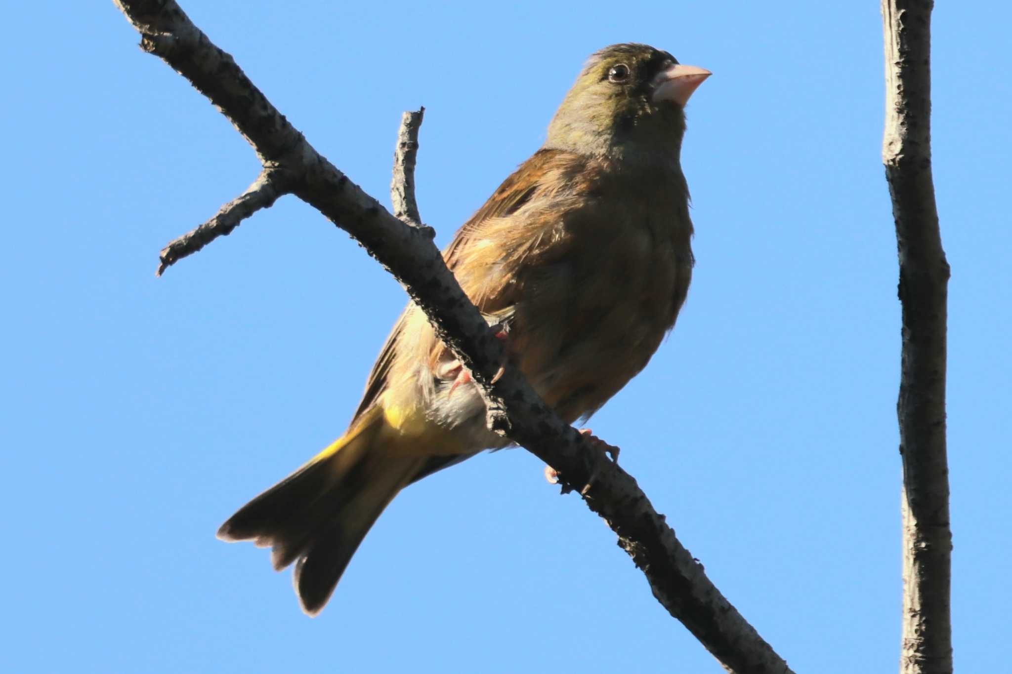 Photo of Grey-capped Greenfinch at Tokyo Port Wild Bird Park by Kudo0927