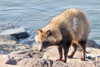 未同定 葛西臨海公園 2024年3月4日(月)