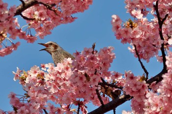 ヒヨドリ 葛西臨海公園 2024年3月4日(月)