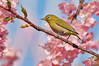 メジロ 葛西臨海公園 2024年3月4日(月)