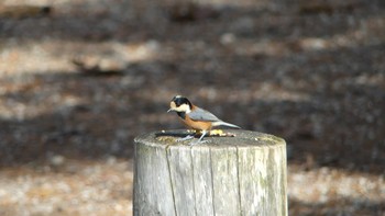 ヤマガラ 北大研究林(北海道大学苫小牧研究林) 2018年11月11日(日)