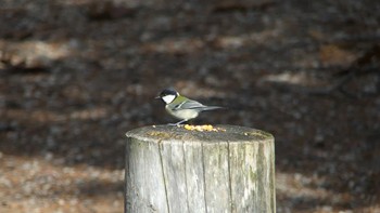 シジュウカラ 北大研究林(北海道大学苫小牧研究林) 2018年11月11日(日)