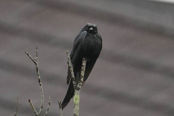 Black Drongo 台北市立動物園 Sat, 3/2/2024