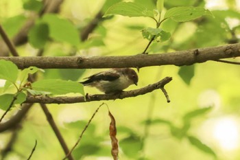 Long-tailed Tit Mitsuike Park Mon, 4/22/2019