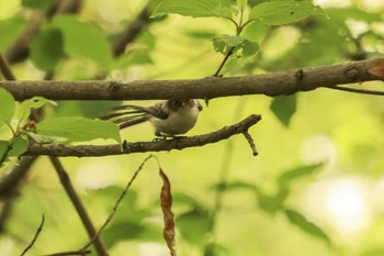 Long-tailed Tit Mitsuike Park Mon, 4/22/2019