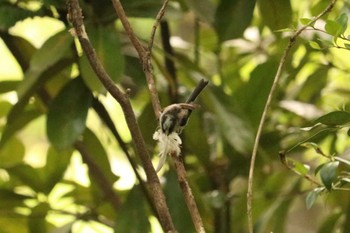 Long-tailed Tit Mitsuike Park Mon, 4/22/2019