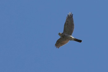 Japanese Sparrowhawk 愛知県 Wed, 2/28/2024