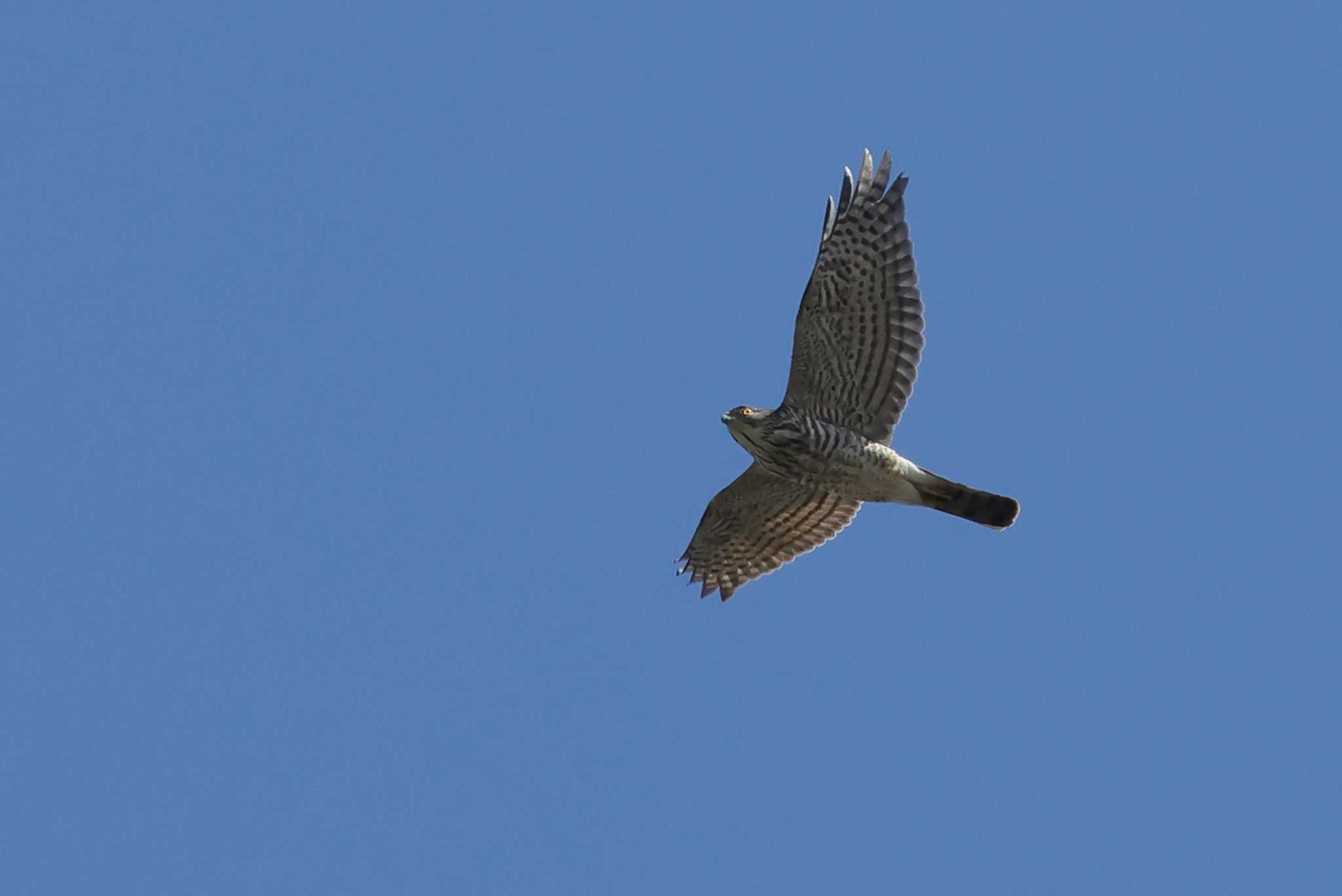 Photo of Japanese Sparrowhawk at 愛知県 by ma-★kun