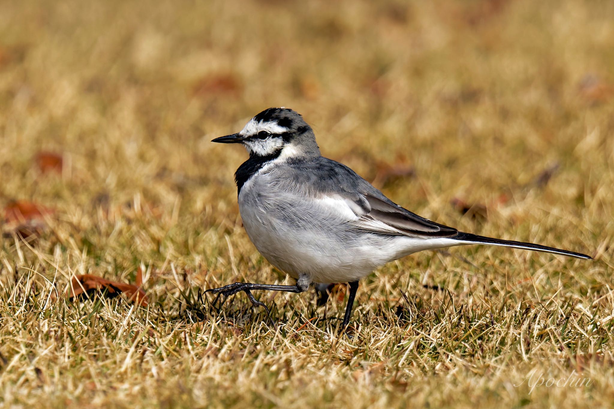 Photo of White Wagtail at Shinjuku Gyoen National Garden by アポちん