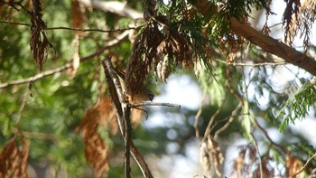 キクイタダキ 北大研究林(北海道大学苫小牧研究林) 2018年11月11日(日)