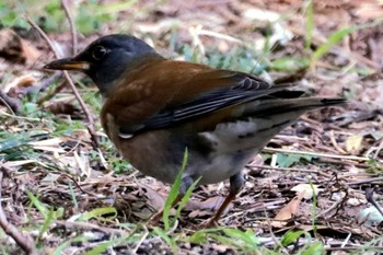 Pale Thrush Tokyo Port Wild Bird Park Sun, 3/3/2024