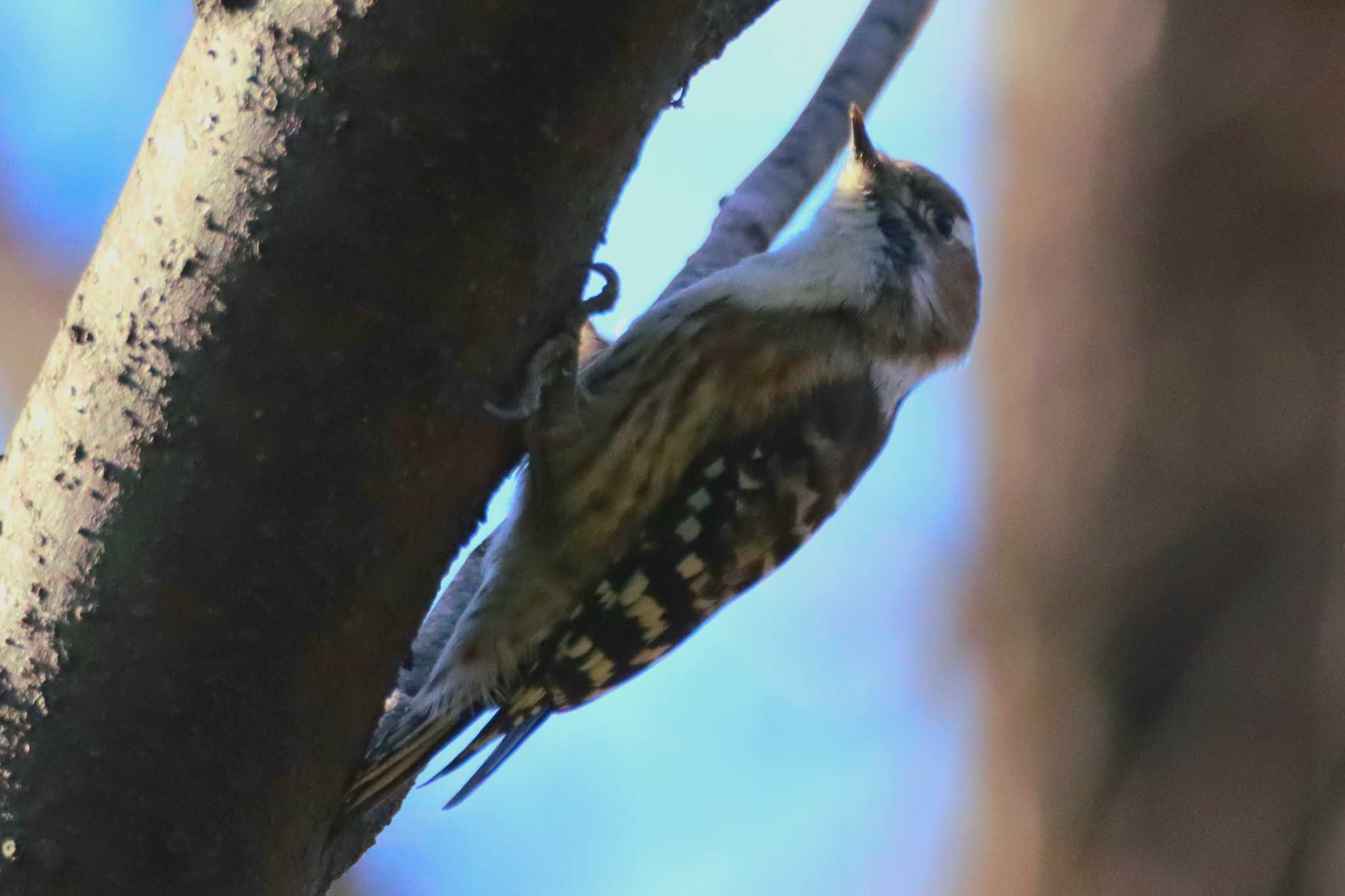 Japanese Pygmy Woodpecker