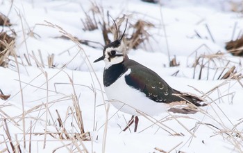 Northern Lapwing 手取川 Tue, 2/6/2024