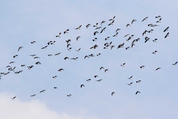 Northern Lapwing 小松市 Sat, 1/19/2019