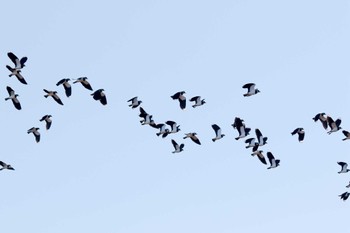 Northern Lapwing 小松市 Sun, 1/13/2019