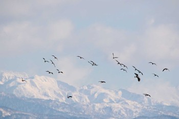 タゲリ 手取川 2024年2月6日(火)