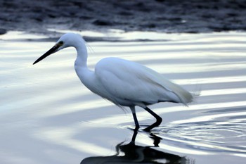 Little Egret Kasai Rinkai Park Sat, 3/2/2024