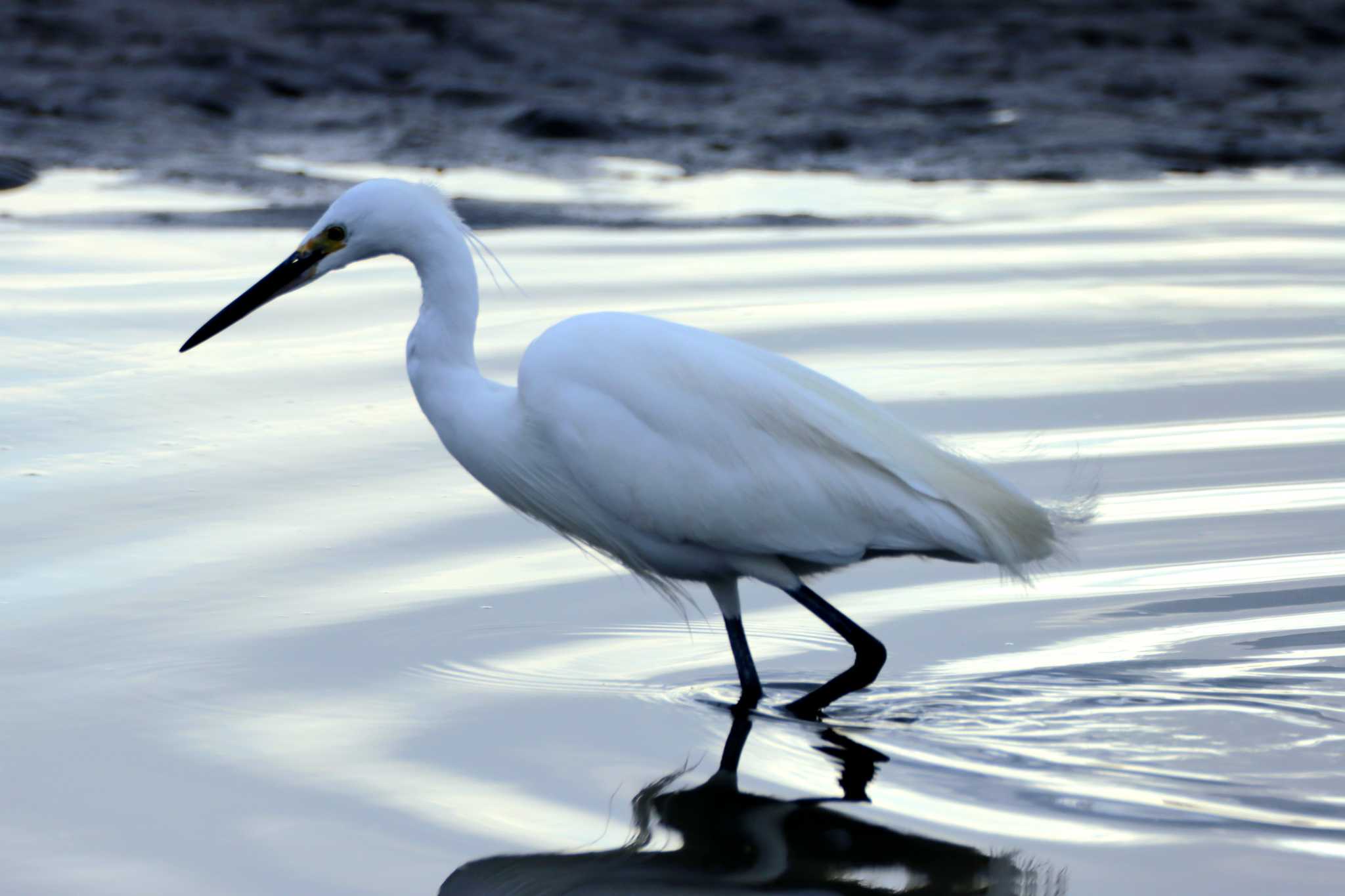 Photo of Little Egret at Kasai Rinkai Park by Kudo0927