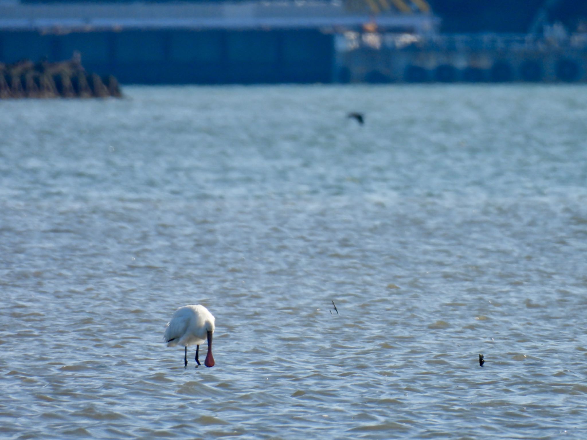 Eurasian Spoonbill