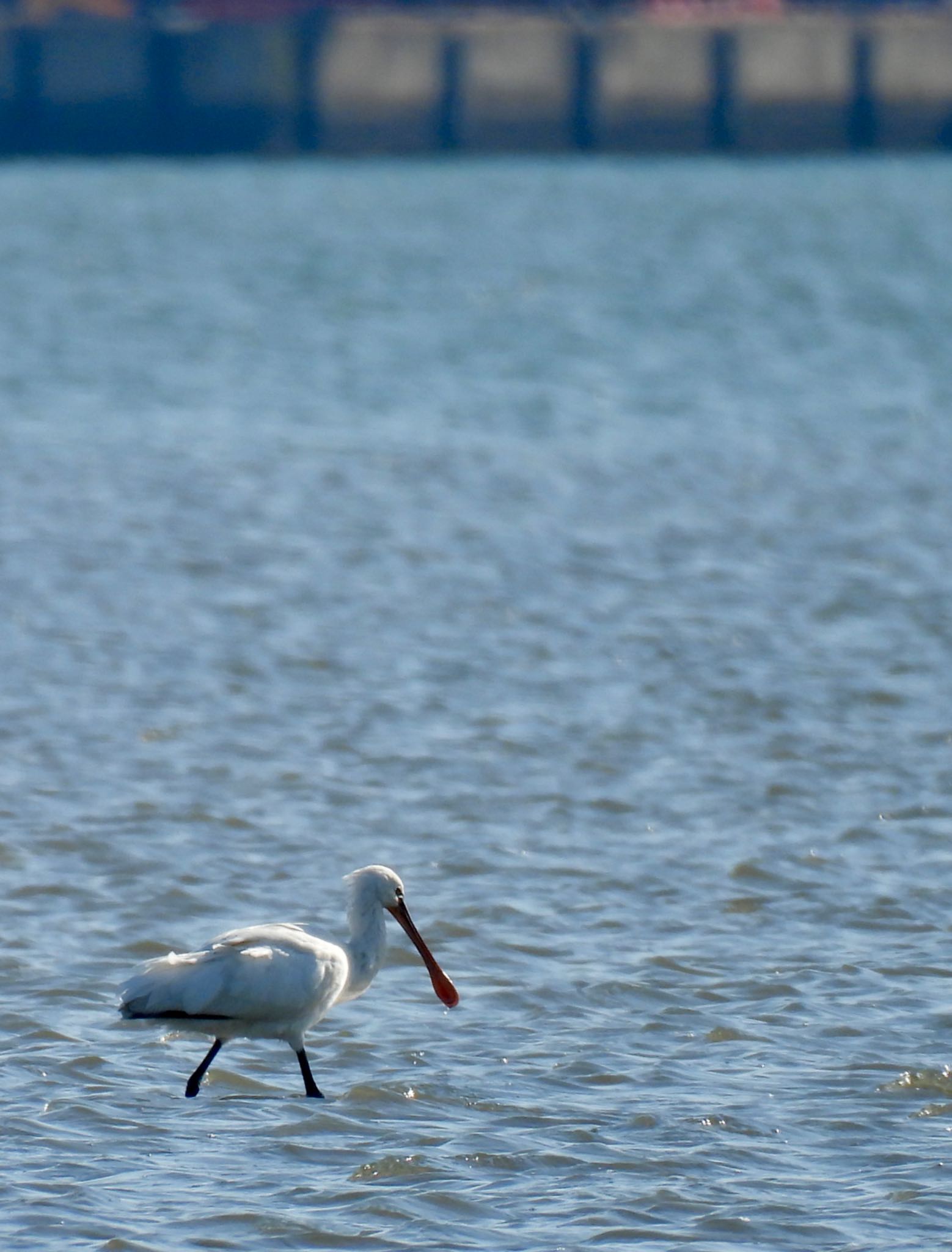 Eurasian Spoonbill