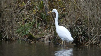 Great Egret Tomakomai Experimental Forest Sun, 11/11/2018