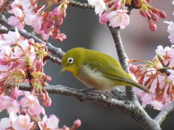 Warbling White-eye 岐阜市 Mon, 3/4/2024