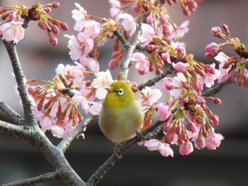 Warbling White-eye 岐阜市 Mon, 3/4/2024