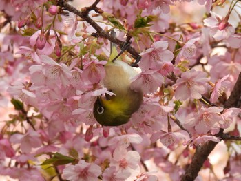 Warbling White-eye 岐阜市 Mon, 3/4/2024