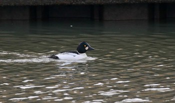 Common Goldeneye 梯川 Sun, 1/14/2024