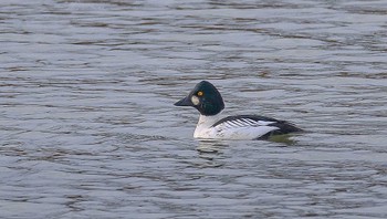 Common Goldeneye 梯川 Sun, 1/14/2024