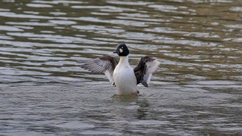 Common Goldeneye 梯川 Sun, 1/14/2024