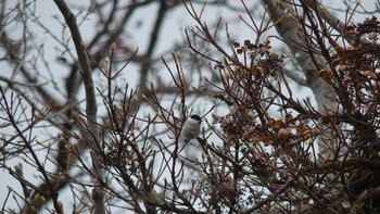 ハシブトガラ 北大研究林(北海道大学苫小牧研究林) 2018年11月11日(日)