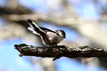 Long-tailed Tit Arima Fuji Park Sun, 3/3/2024