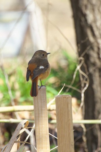 Daurian Redstart Osaka Tsurumi Ryokuchi Sun, 3/3/2024