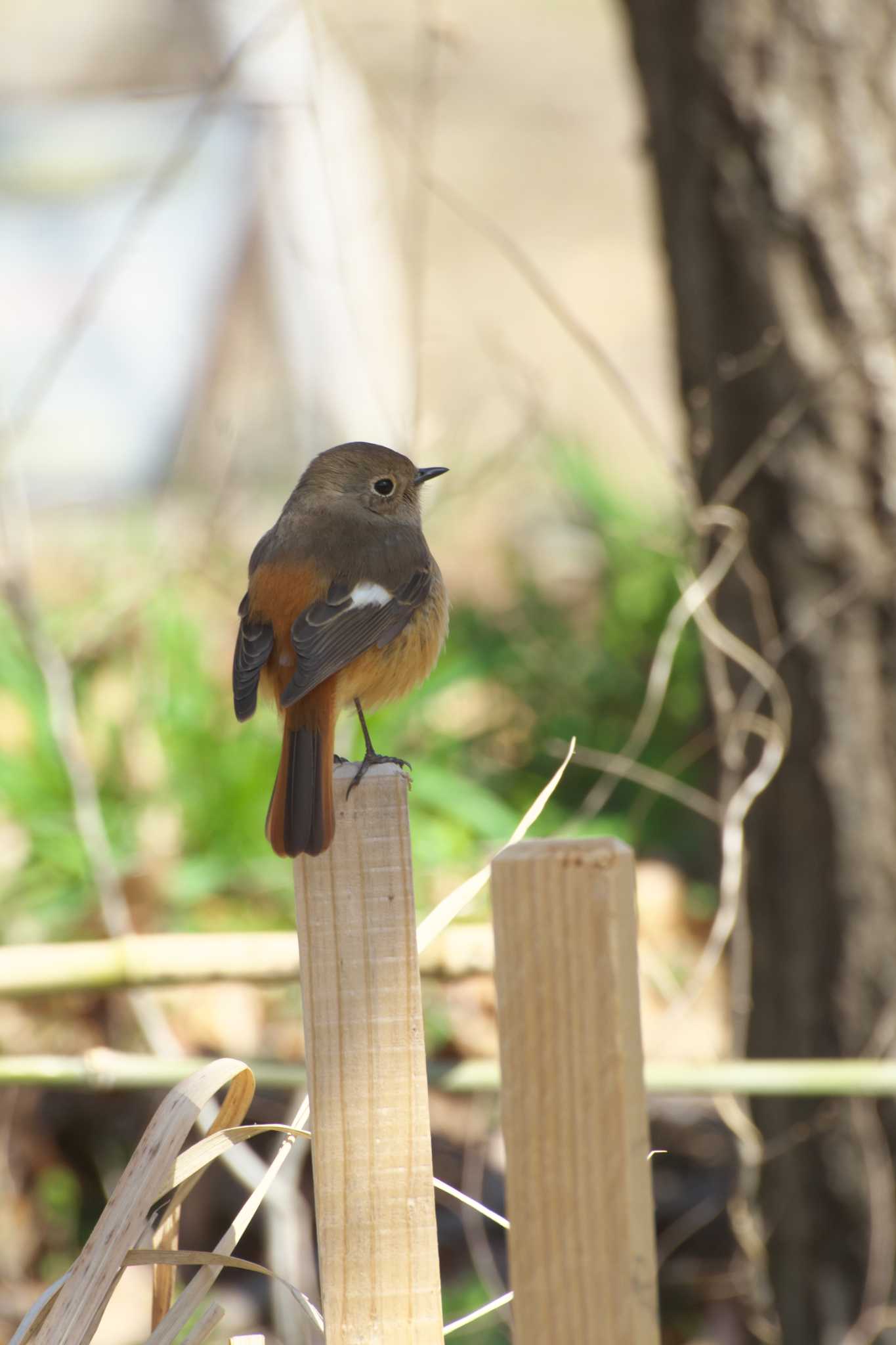 Photo of Daurian Redstart at Osaka Tsurumi Ryokuchi by 大井 誠