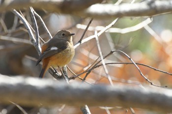 Daurian Redstart Osaka Tsurumi Ryokuchi Sun, 3/3/2024