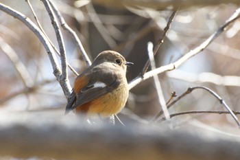 Daurian Redstart Osaka Tsurumi Ryokuchi Sun, 3/3/2024